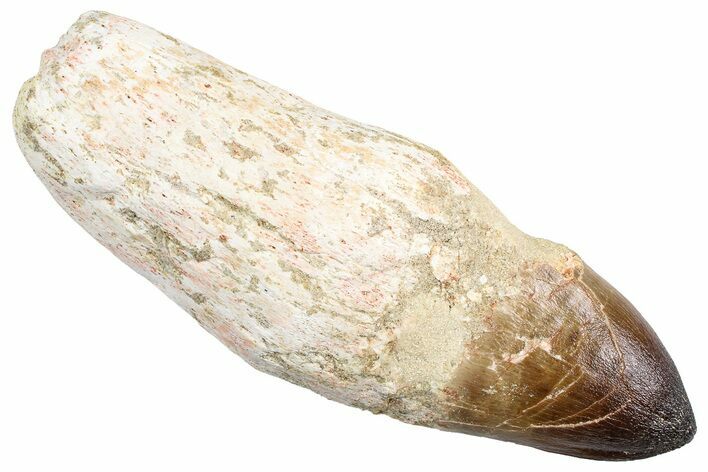 Fossil Rooted Mosasaur (Prognathodon currii) Tooth - Rare Type #384209